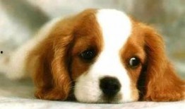 紫狗策划说爆料视频,揭秘游戏幕后故事