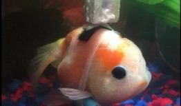 金鱼爆料视频大全最新版,最新版精彩内容大盘点