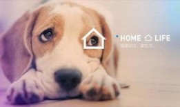 紫狗策划说爆料视频,揭秘游戏幕后故事