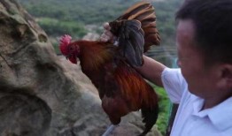 老鸡高清在线观看,高清在线观看，揭秘尘封往事的惊悚之旅