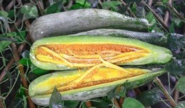 网红吃的生瓜是什么,揭秘生食瓜果的神奇魅力