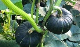 网红吃的生瓜是什么,揭秘生食瓜果的神奇魅力