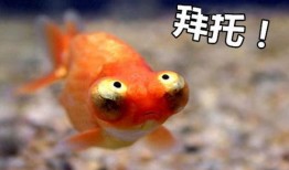 金鱼爆料视频大全最新版,最新版精彩内容大盘点