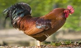 老鸡高清在线观看,高清在线观看，揭秘尘封往事的惊悚之旅