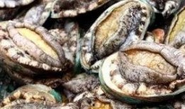 鲍鱼最新爆料图片大全