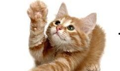 张猫猫爆料视频,幕后真相大曝光！