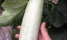 网红吃的生瓜是什么,揭秘生食瓜果的神奇魅力