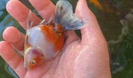 金鱼爆料视频大全最新版,最新版精彩内容大盘点