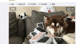 娱乐吃瓜菌小狗视频,娱乐菌带你领略萌宠欢乐时光