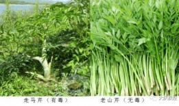 哈尔滨爆料野菜事件视频,真相与反思