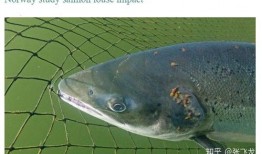 三文鱼养殖最新爆料,前沿技术助力产业升级