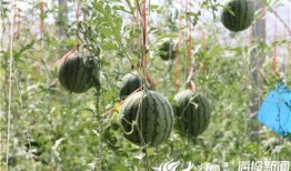 安国网红吃瓜事件视频,一场网络狂欢背后的真相揭秘