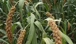 家雀在线观看,在线重温经典，笑对人生百态