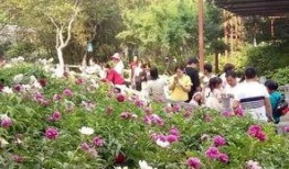 洛阳植物园爆料视频最新,探秘植物王国，邂逅自然奇观