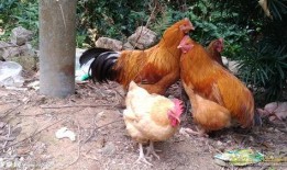 老鸡高清在线观看,高清在线观看，揭秘尘封往事的惊悚之旅