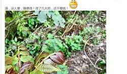 哈尔滨爆料野菜事件视频,真相与反思