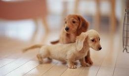 紫狗策划说爆料视频,揭秘游戏幕后故事