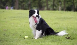 最新草系宠物爆料网站,萌宠新宠来袭，绿色生态新潮流